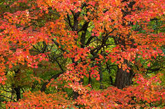 Autumn Splendor
