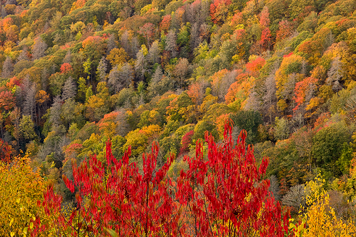 Autumn is a special time in the Smokies because of scenes such as this.&nbsp; Colors, contrast, patterns and texture all come...