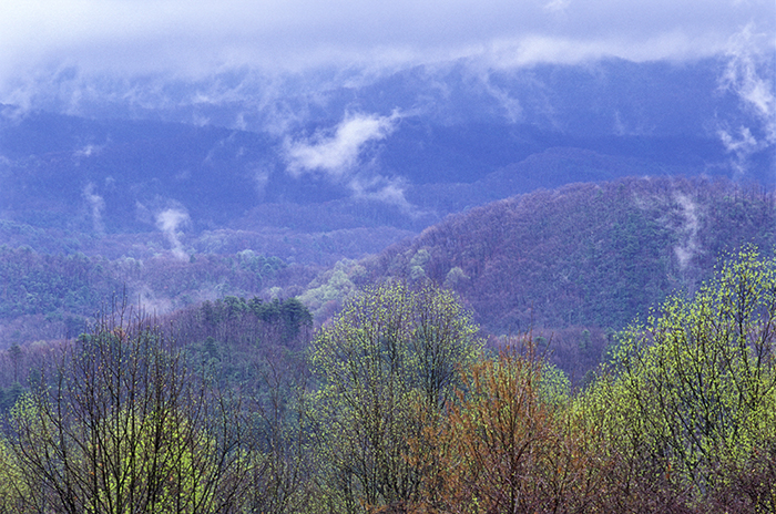 Low clouds, mist, soft yellows and greens characterize the Smokies in early April.